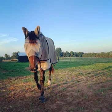 A horse wearing a fly mask and blanket in a sunlit pasture.