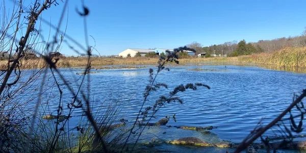 A serene pond with ducks and clear blue sky surrounded by vegetation.