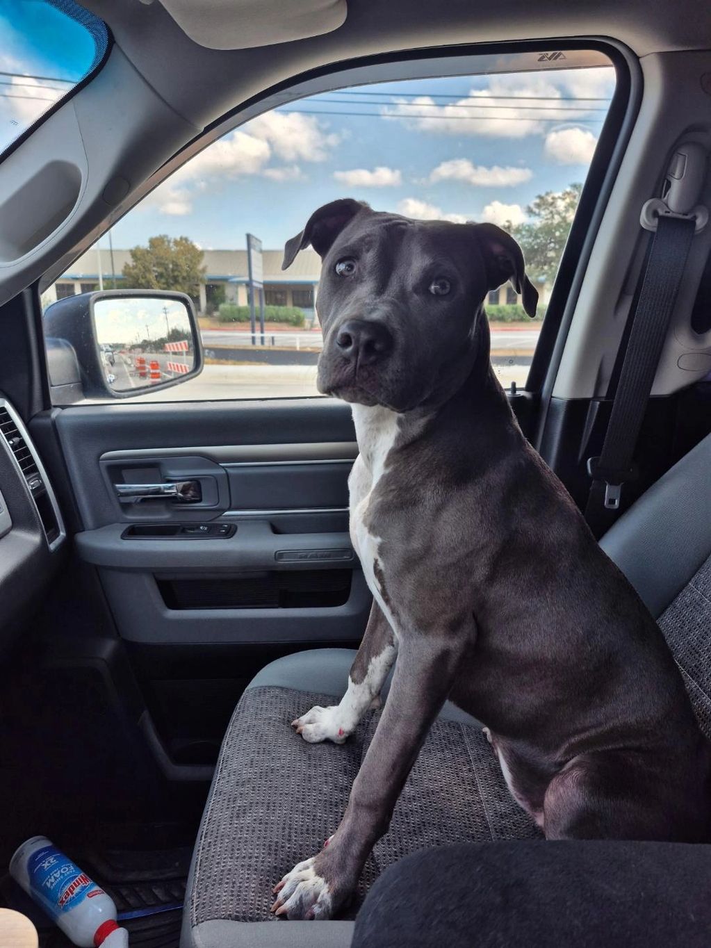 I rescued this sweet girl from a bad neighborhood, she is safe now, and so smart, sweet and friendly