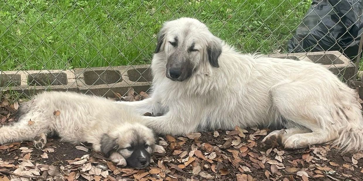 Lily & her son survived quite a while, until we saved them together. 
