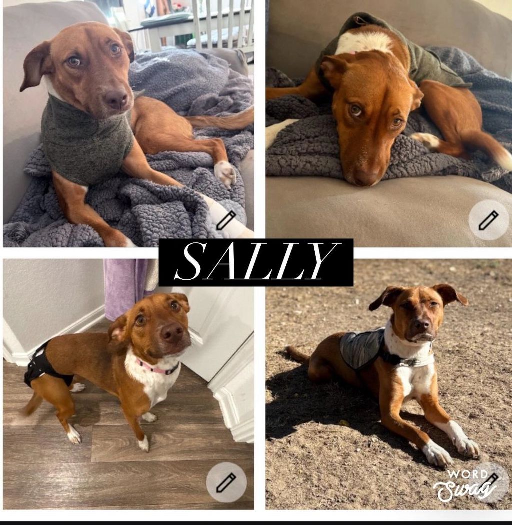Meet Sally 💕
Sally is an approximately 2-year-old, 30 lb Beagle mix with the sweetest, most gentle 