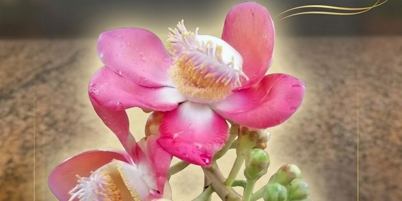 Close-up of vibrant pink flowers with water droplets on petals.