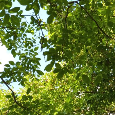Leaves on branches