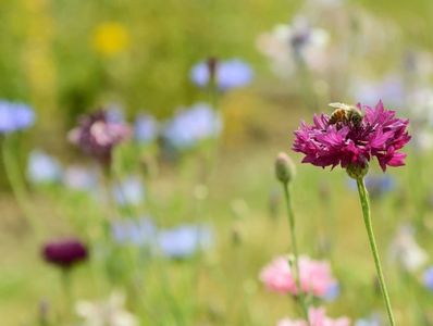 bee on a wildflower with more wildflowers in background
