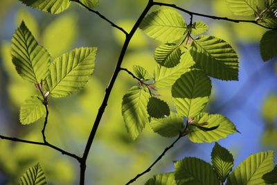 A tree branch with green leaves.