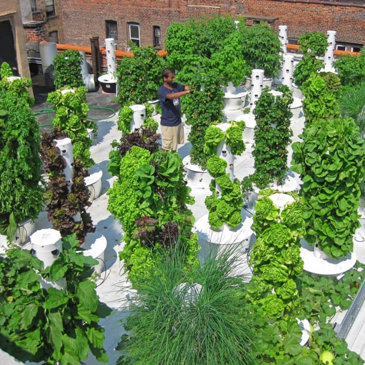 What can I grow with Tower Farms?