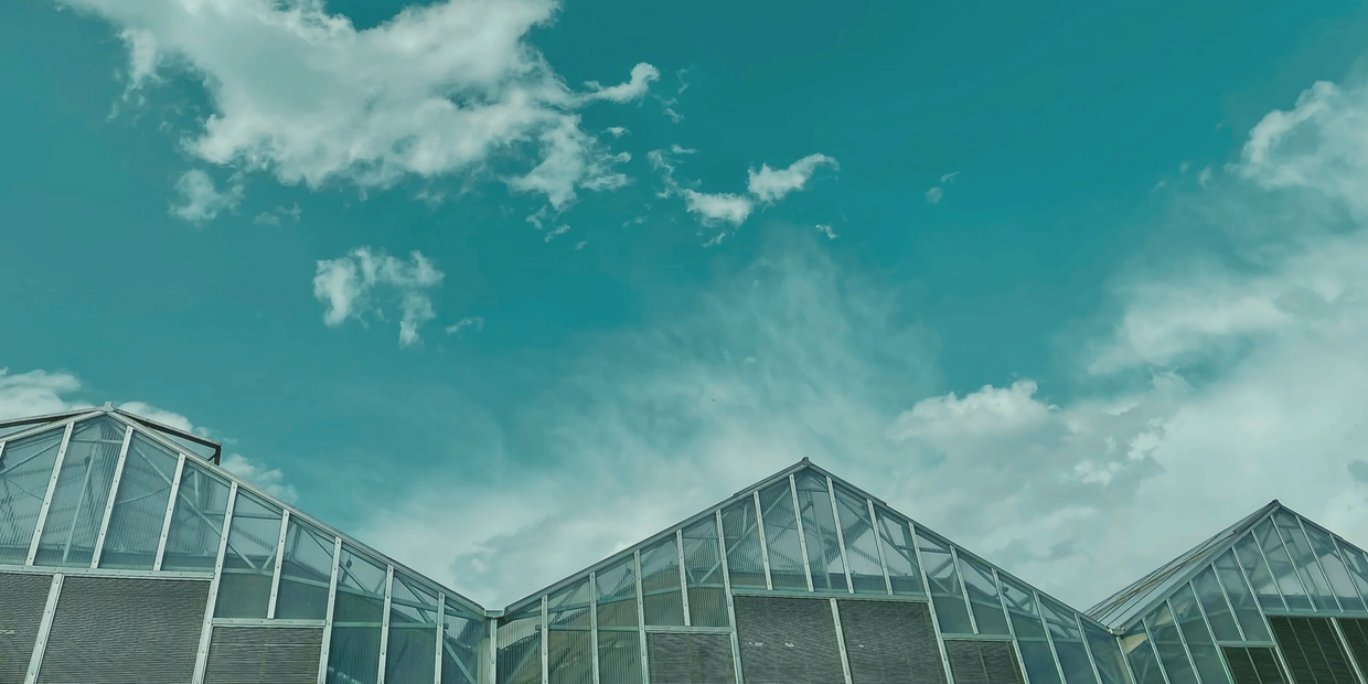 Greenhouse for cannabis.