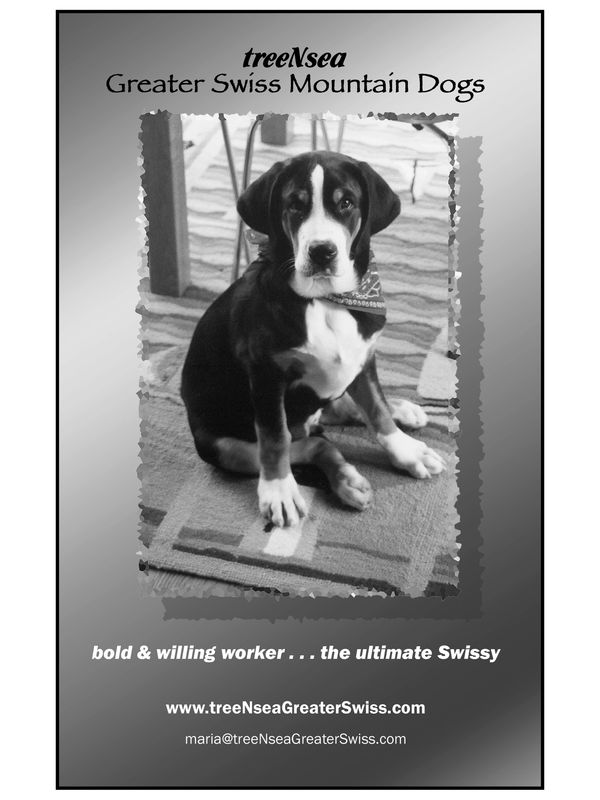 National Best in Show Greater Swiss Mountain Dog “Rudy”