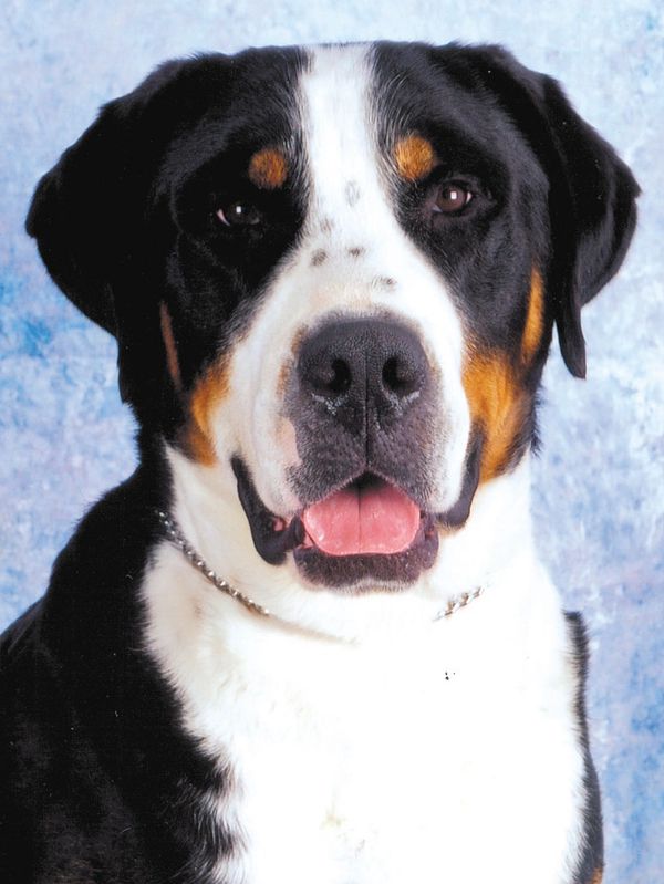Sigi - Greater Swiss Mountain Dog