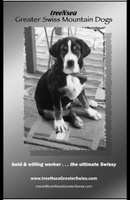 treeNsea Greater Swiss Mountain Dogs