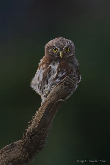 Austral Pygmy-Owl 
Glaucidium nana