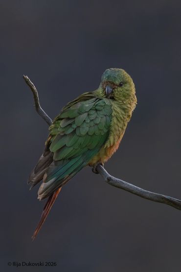 Austral Parakeet
Enicognathus ferrugineus
