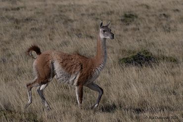 Guanaco
Lama guanicoe
El Calafate, February 2026