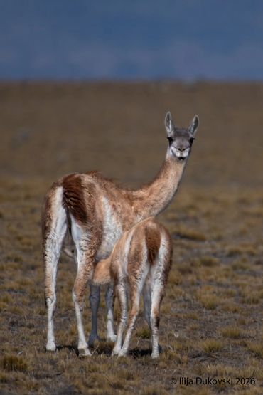 Guanaco
Lama guanicoe
El Calafate, February 2026