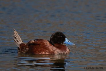 Lake Duck 
Oxyra vittata

