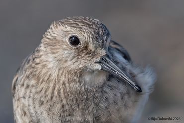 Baird's Sandpiper
Calidris bairdii
El Calafate, February 2026