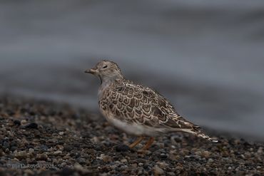 Gray-breasted Seedsnipe
Thinocorus orbignyianus
