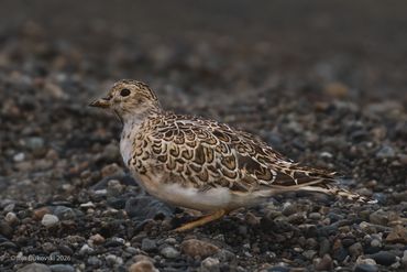 Gray-breasted Seedsnipe
Thinocorus orbignyianus