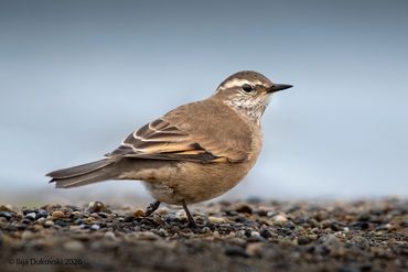 Buff-winged Cinclodes
Cinclodes fuscus