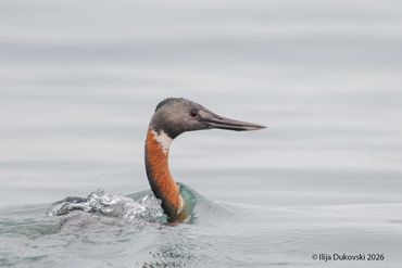 Great Grebe
Podiceps major

