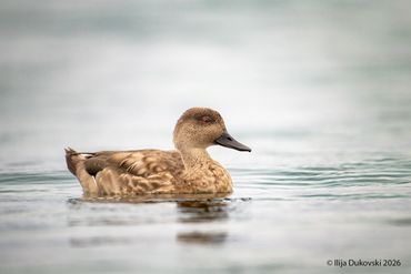 Crested Duck
Lophonetta specularioides