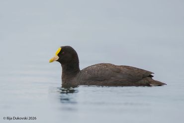 White-winged Coot
Fulica leucoptera
