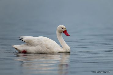 Coscoroba Swan 
Coscoroba coscoroba