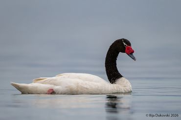 Black-necked Swan
Cygnus melanocoryphus
