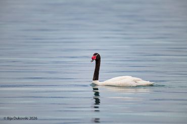 Black-necked Swan
Cygnus melanocoryphus
