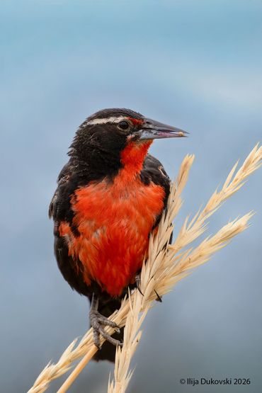 Long-tailed Meadowlark
Leistes loyca