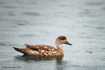 Crested Duck
Lophonetta specularioides
