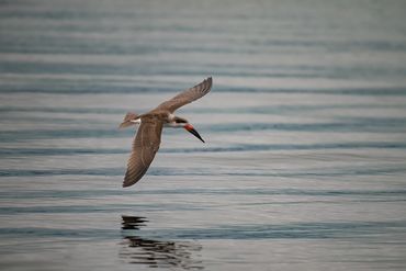 Black Skimmer
Rynchops niger
El Calafate, February 2026