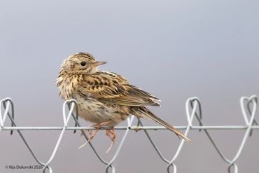 Correndera Pipit
Anthus correndera
Al Calafate, February 2026