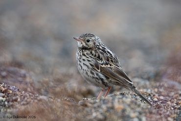 Correndera Pipit
Anthus correndera
Al Calafate, February 2026
