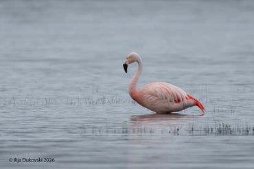 Chilean Flamingo
Phoenicopterus chilensis
El Calafate, February 2026