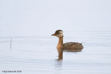 White-tufted Grebe
Rollandia rolland
El Calafate, February 2026