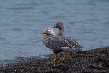 Flying Steamer-Duck
Tachyeres patachonicus
El Calafate, February 2026 