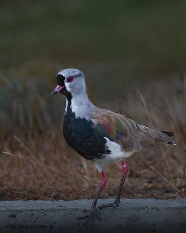 Southern Lapwing
Vanellus chilensis