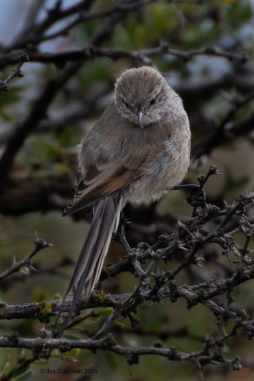 Plain-mantled Tit-Spinetail
Leptasthenura aegithaloides
El Calafate, February 2026