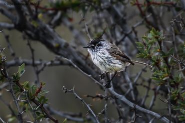 Tufted Tit-Tyrant
Anairetes parulus
El Calafate, February 2026