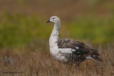 Upland Goose
Cloephaga picta
El Calafate, February 2026