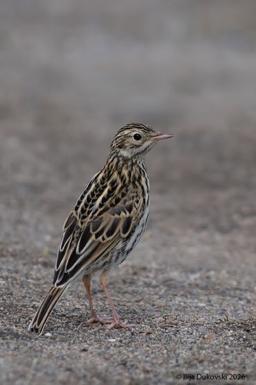 Correndera Pipit
Anthus correndera
Al Calafate, February 2026