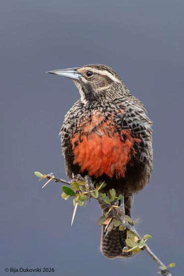 Long-tailed Meadowlark
Leistes loyca
El Calafate, February 2026