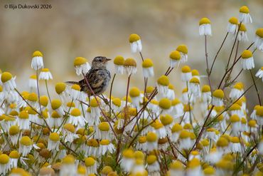 Grass Wren 
Cistothorus platensis
El Calafate, February 2026