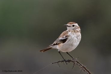 Salinas Monjita
Neoxolmis salinarum
