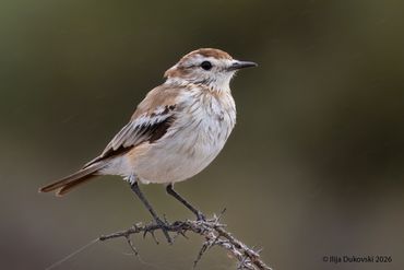 Salinas Monjita
Neoxolmis salinarum
