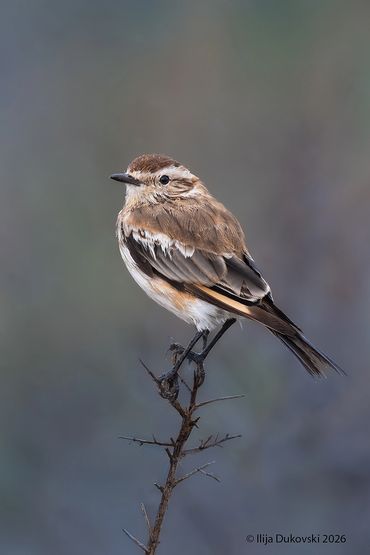 Salinas Monjita
Neoxolmis salinarum
