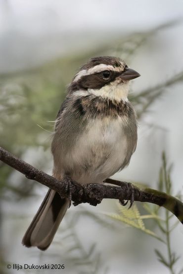 Ringed Warbling Finch
Microspingus torquatus