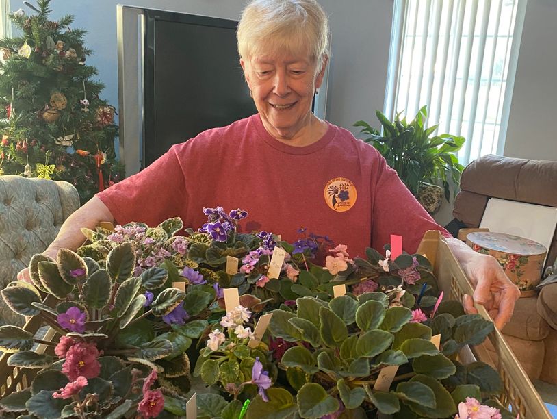 Smiling elderly woman holding a tray of blooming African violets in a cozy living room.