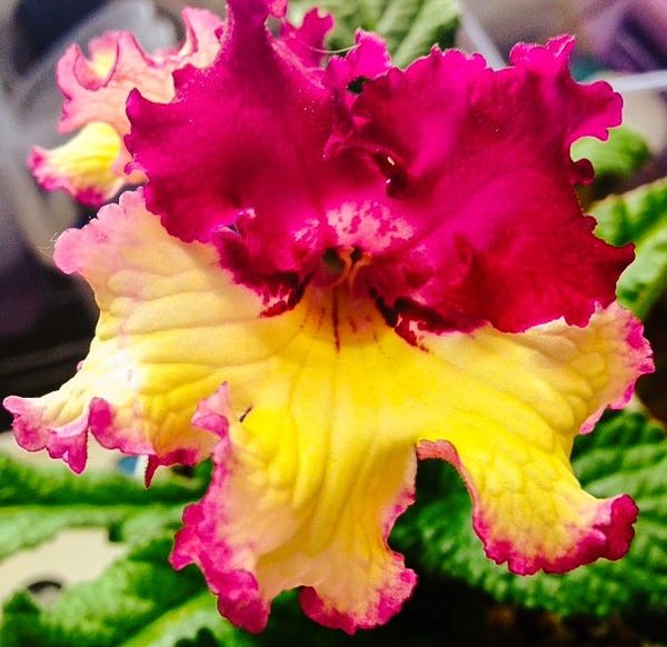 A vibrant flower with yellow and deep pink ruffled petals.